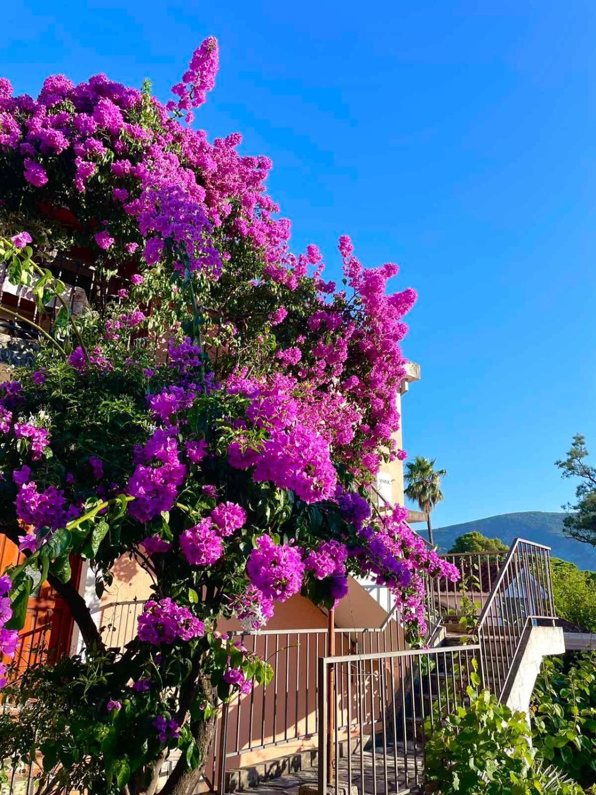 Casa Julia Apartman Herceg Novi Kültér fotó